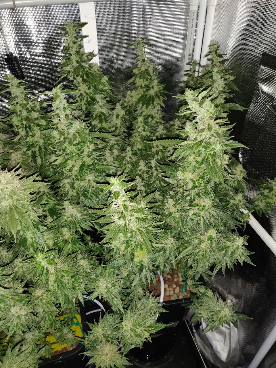 GG Day 59 of flower 2.jpg