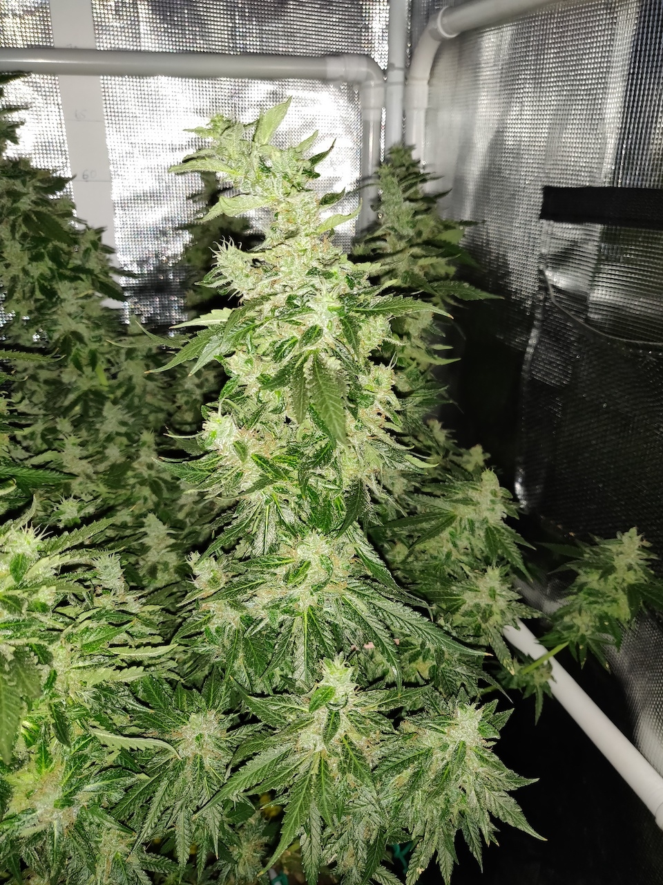 GG Day 59 of flower 4.jpg