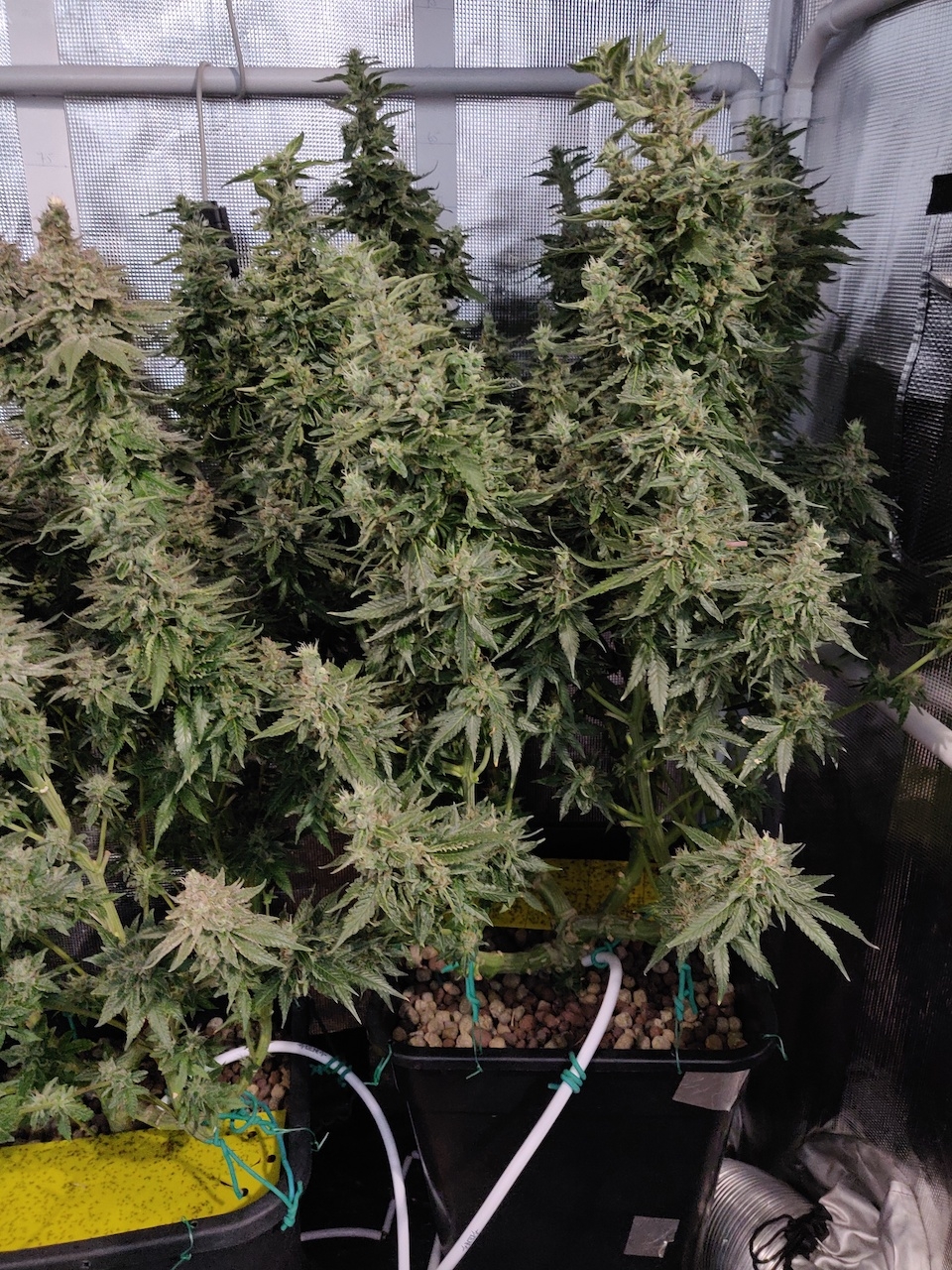 GG Day 64 of flower 1.jpg