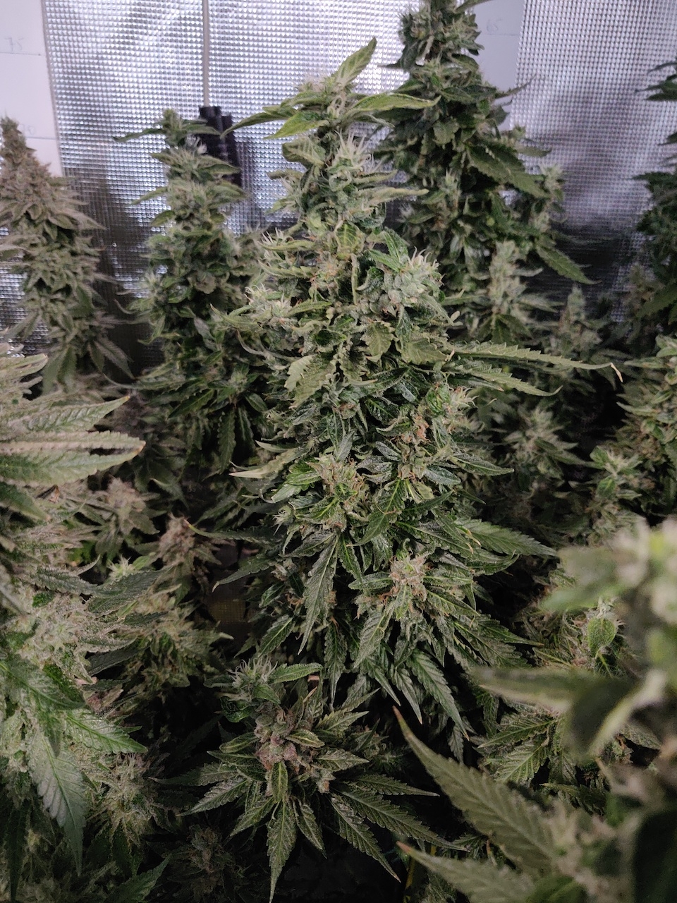 GG Day 64 of flower 3.jpg