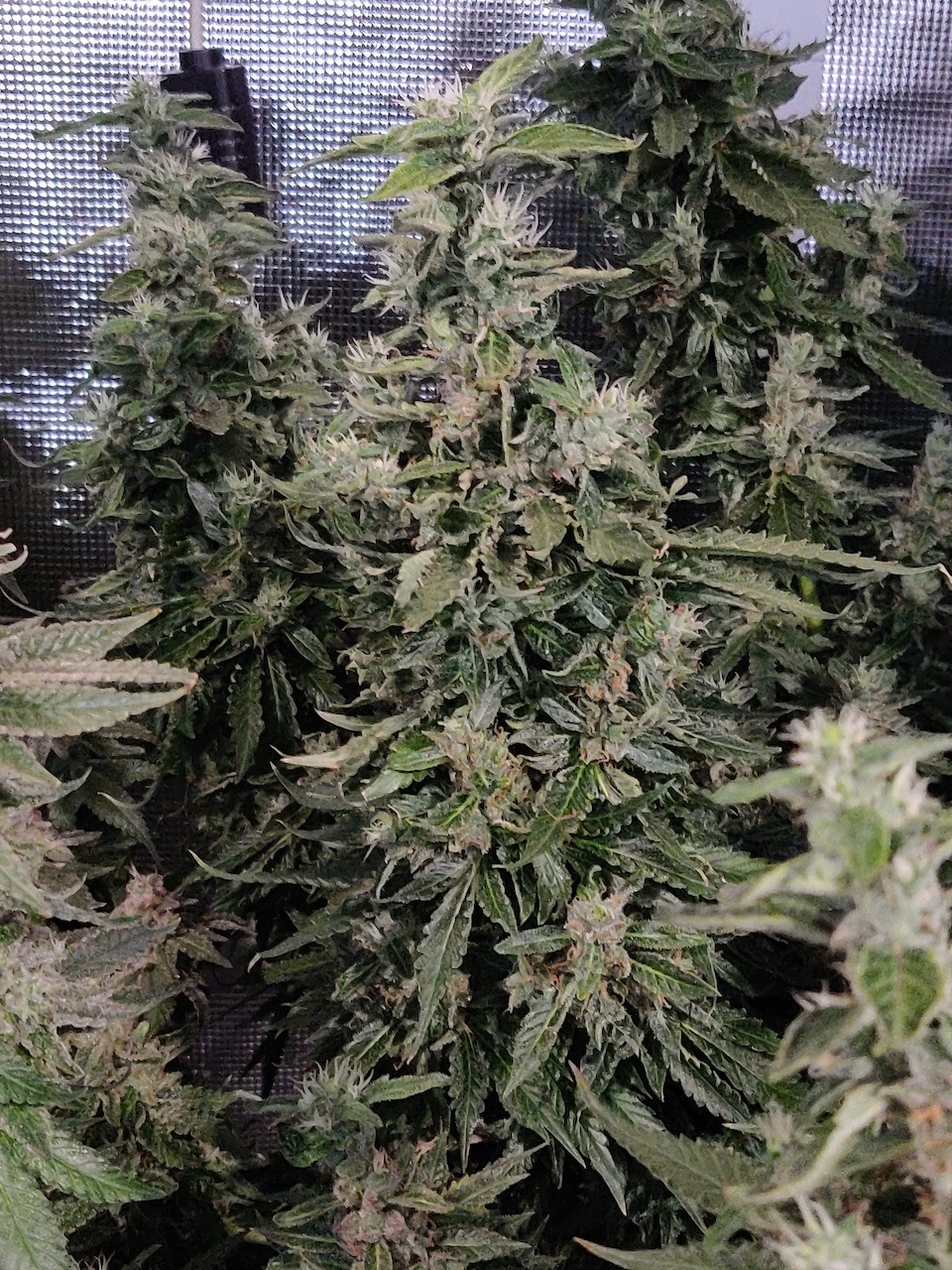 GG Day 64 of flower 4.jpg