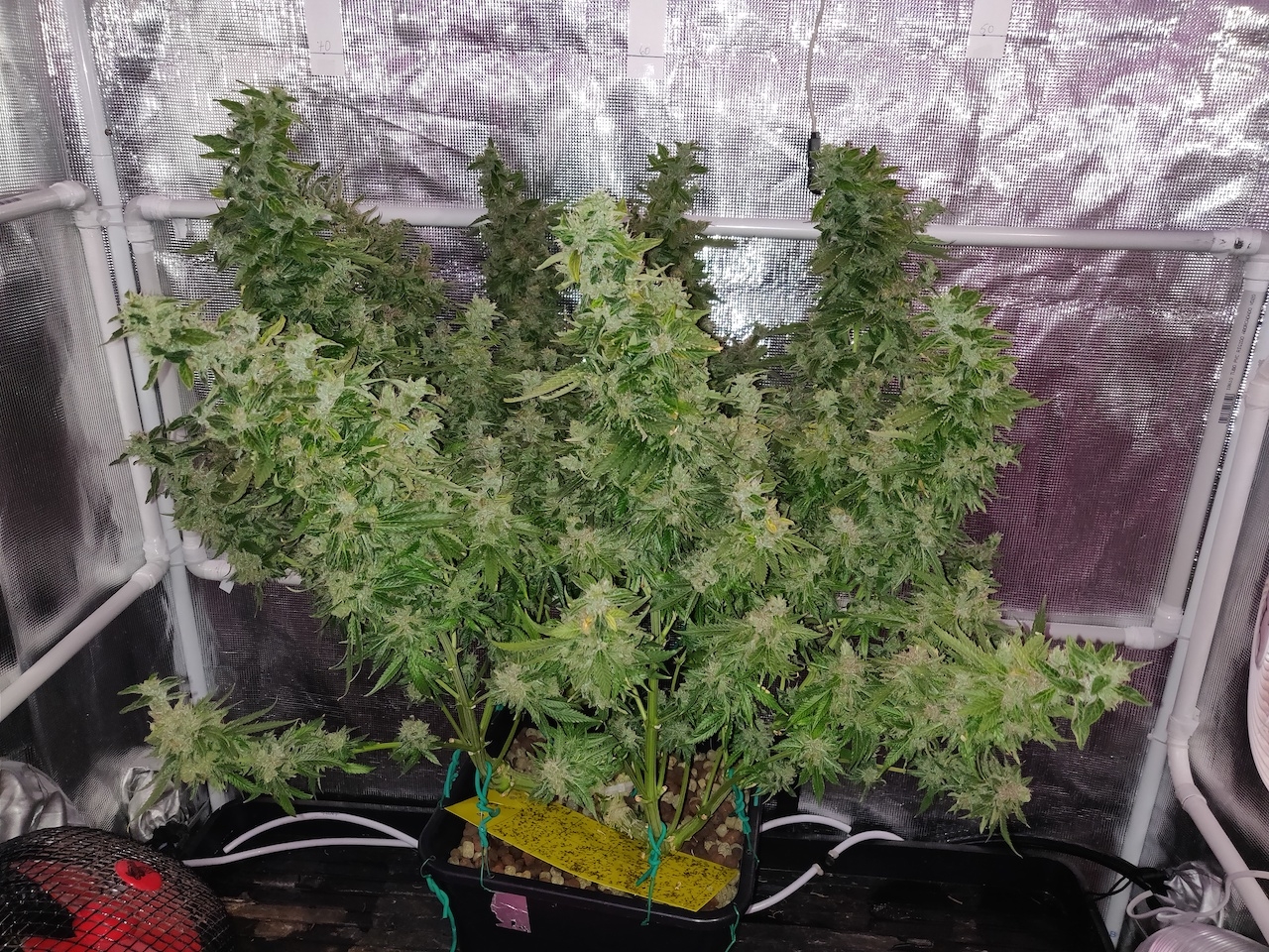 GG Day 79 of flower 1.jpg