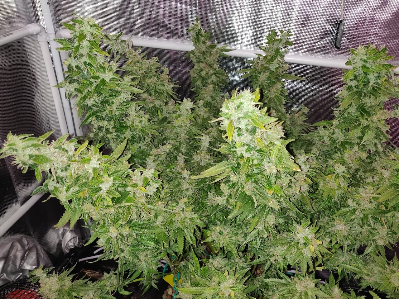 GG Day 79 of flower 7.jpg