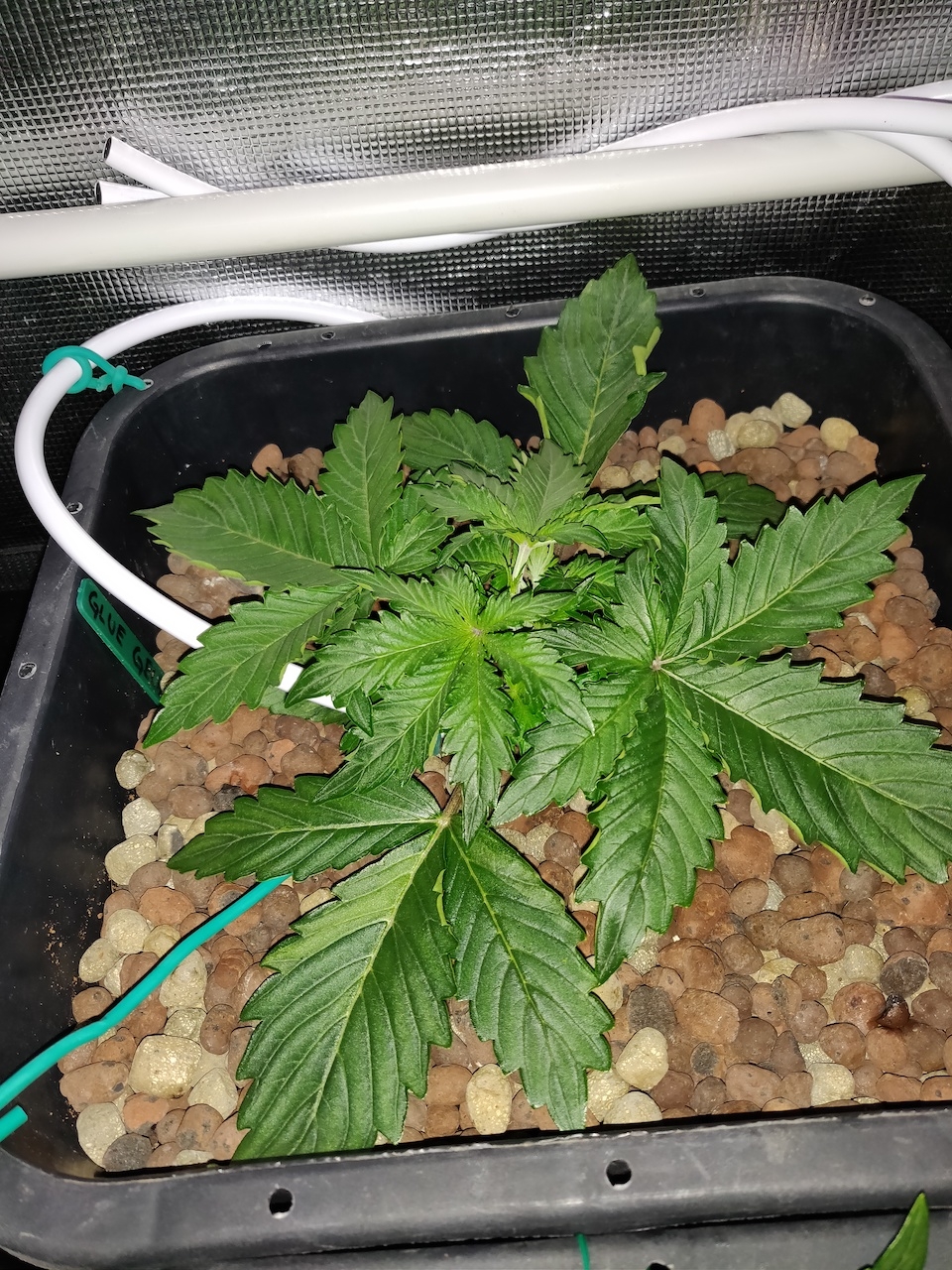 GG Veg - day 16 - Topped 2.jpg