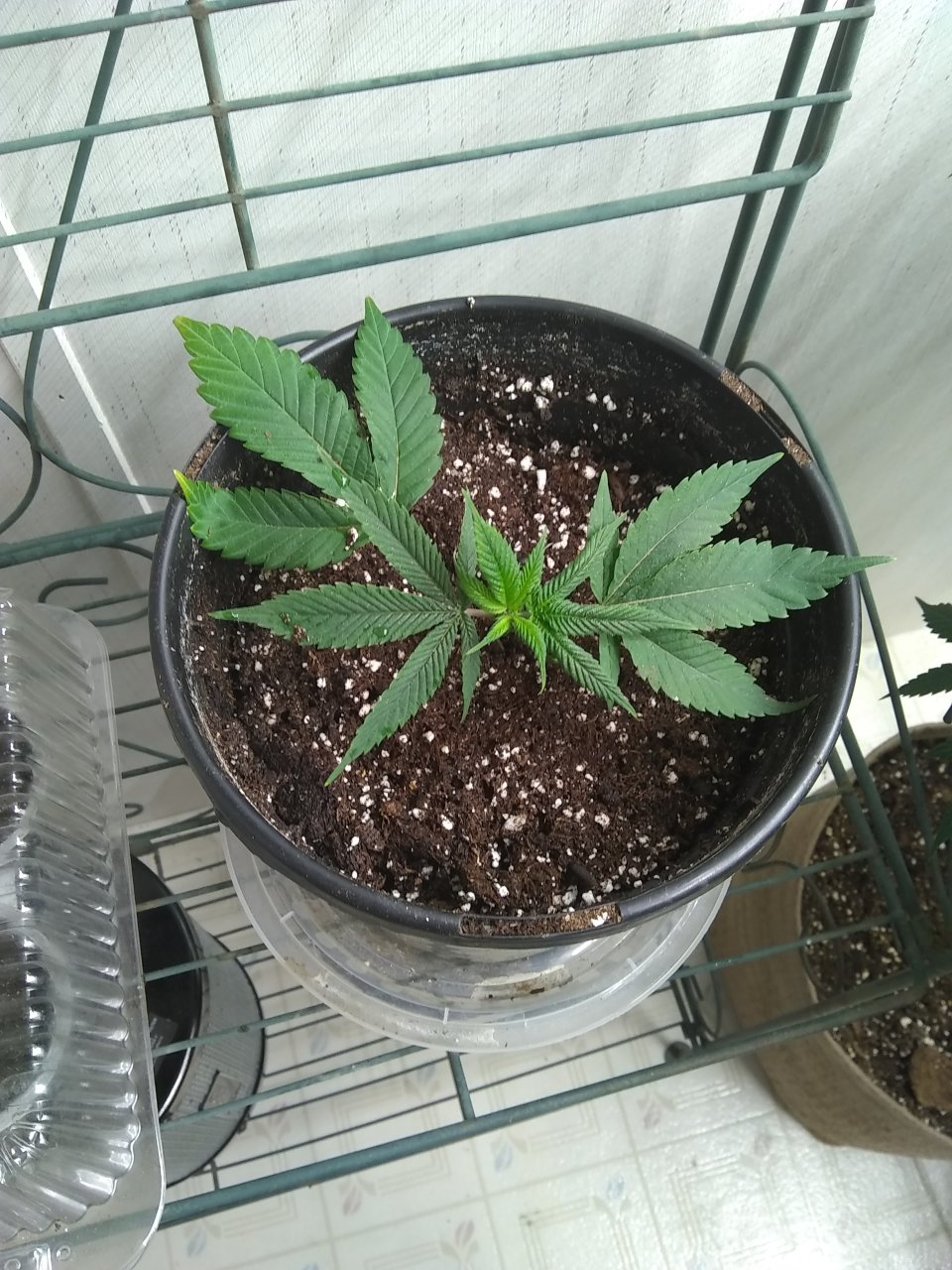 GG4 clone