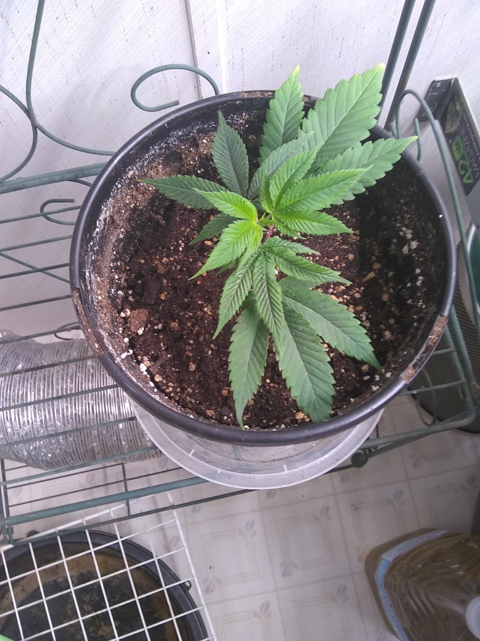 GG4 clone