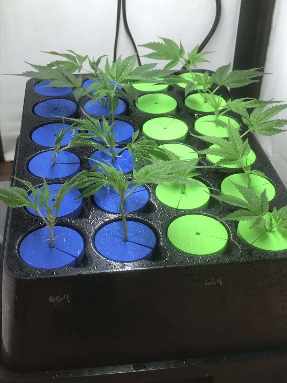 GG4 Clones Day1.jpeg