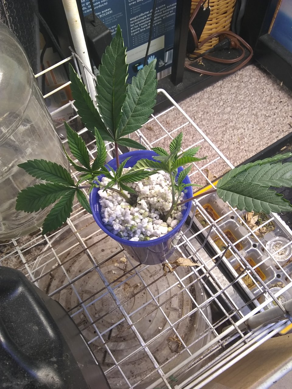 GG4 cuttings