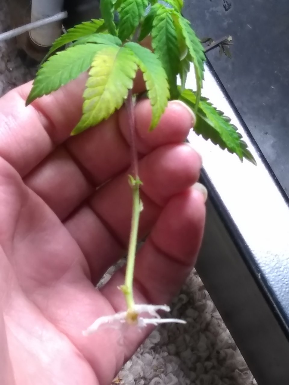 GG4 roots