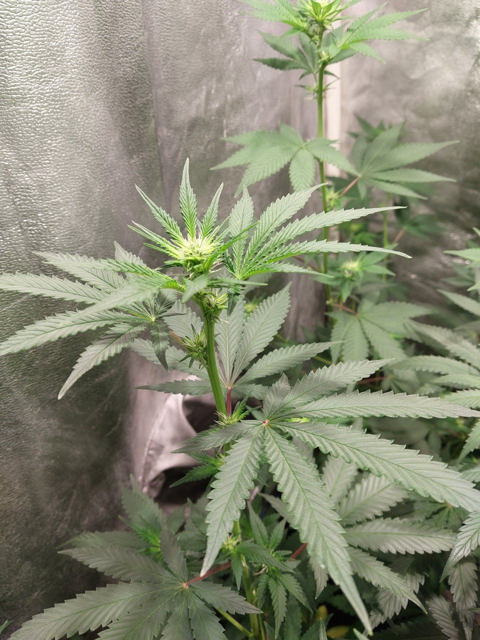 GG4 x 88G13HP  (1).jpg