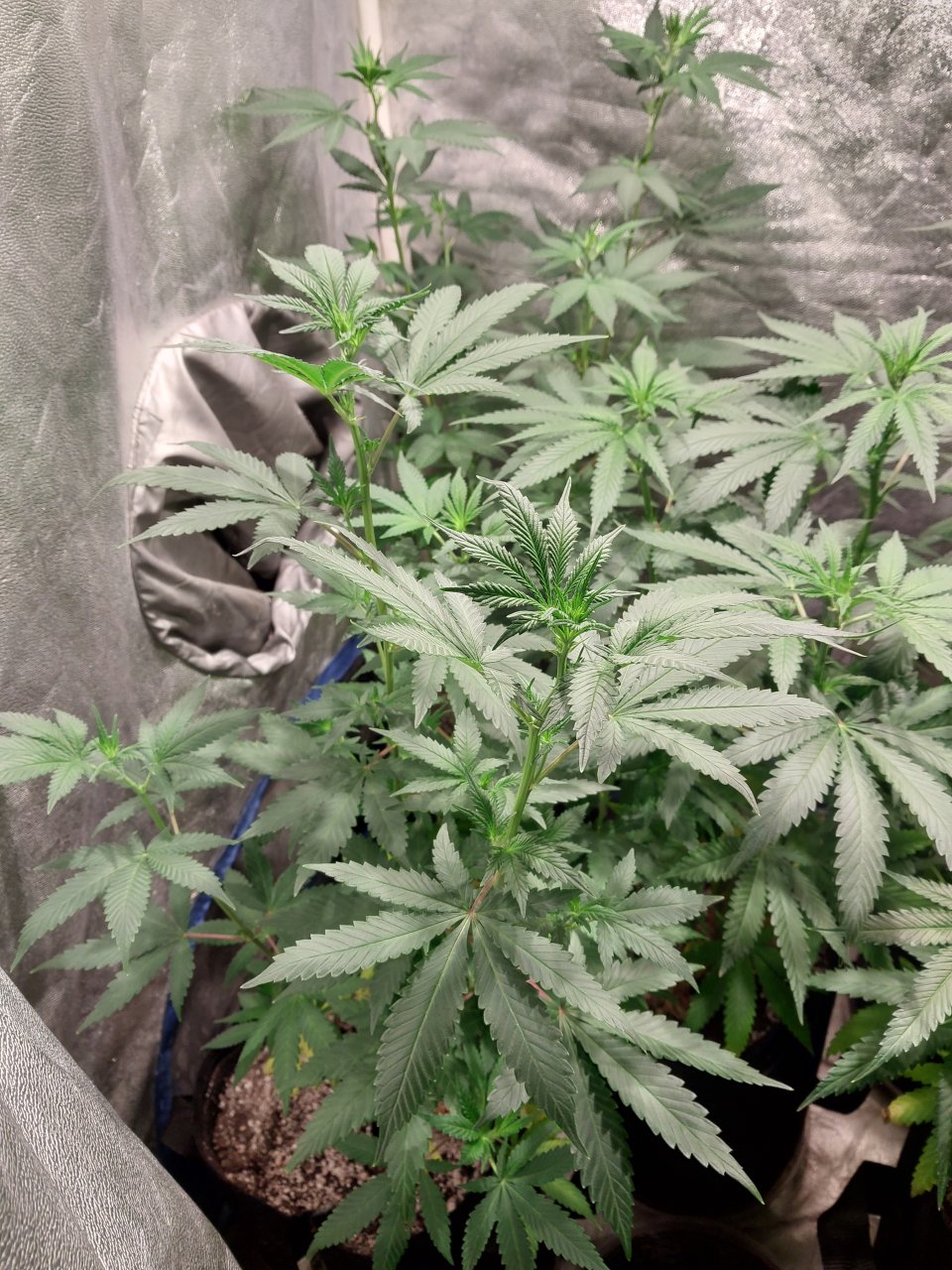 GG4 x 88G13HP (2).jpg