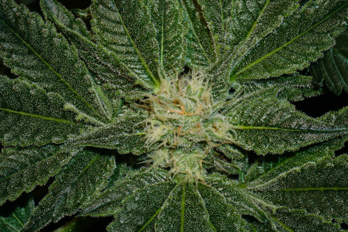 GG4 x Zkittles day 29 flower