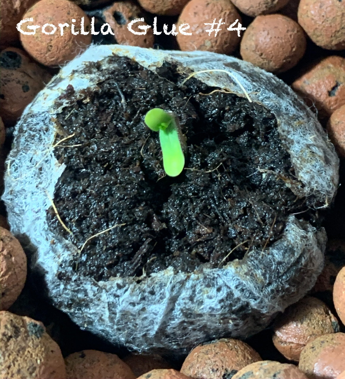 Gg4Seedling1.jpeg