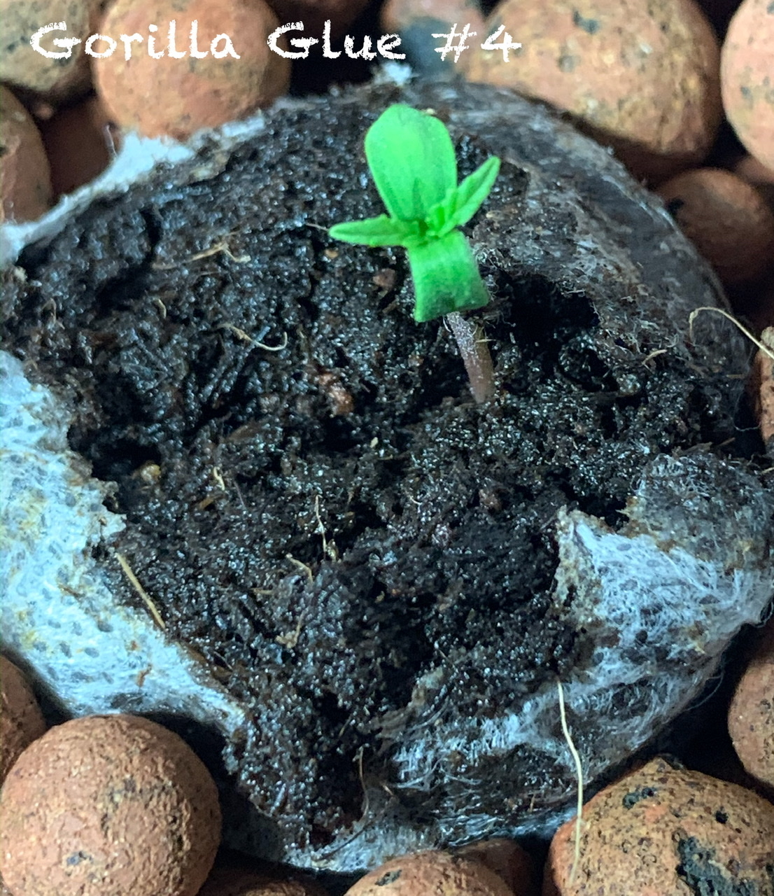 Gg4seedling2jpeg