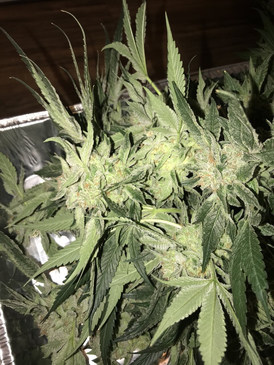 GG4XZKITTLES harvested day 56