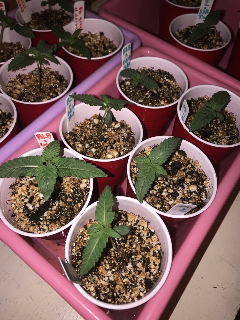 GG4xZkittles x black lime bubba day 10