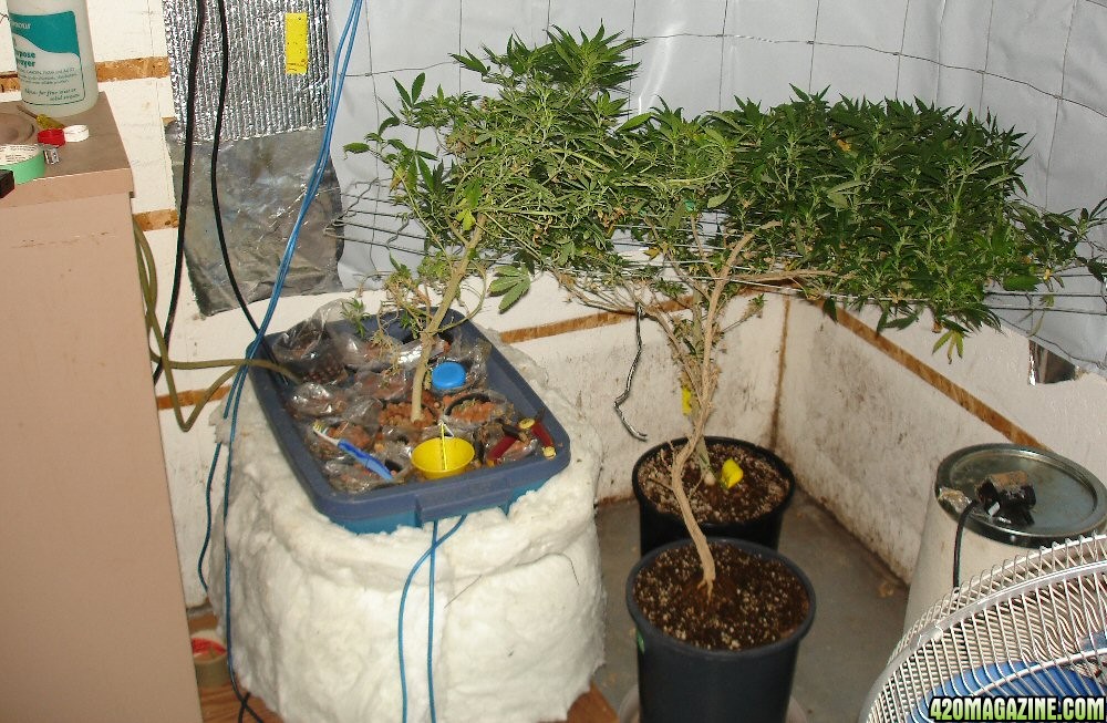 Ghetto grow room