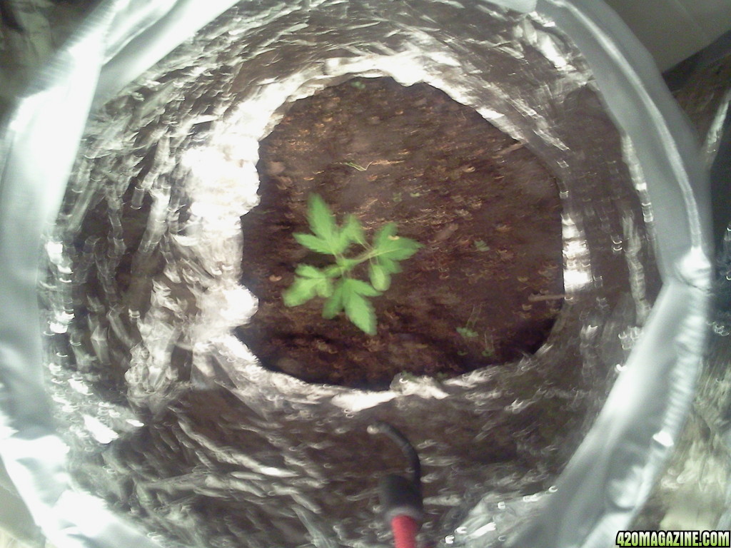 Ghetto Grow