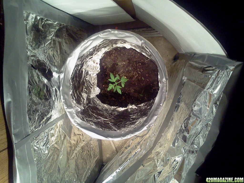 Ghetto Grow