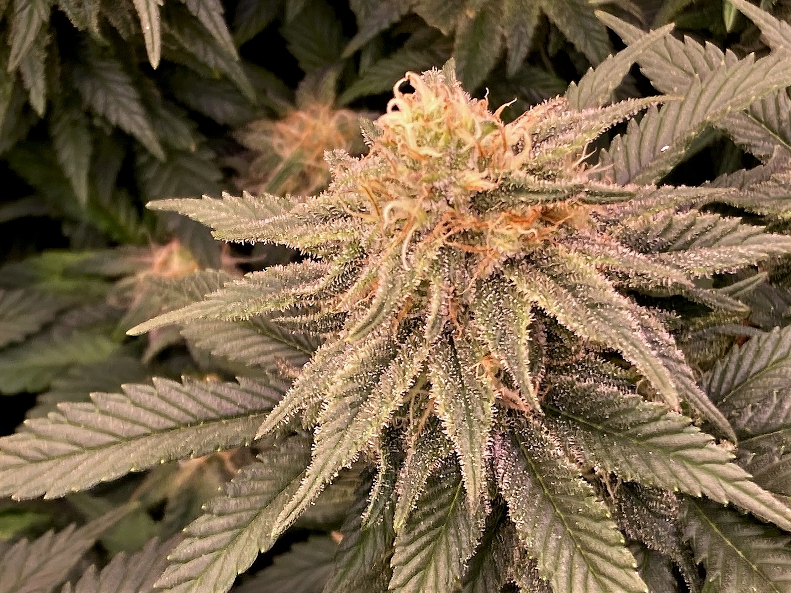 Ghost TH Bud 11 3.jpg