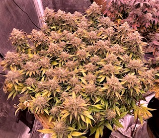 Ghost Train Haze 11 27.jpg