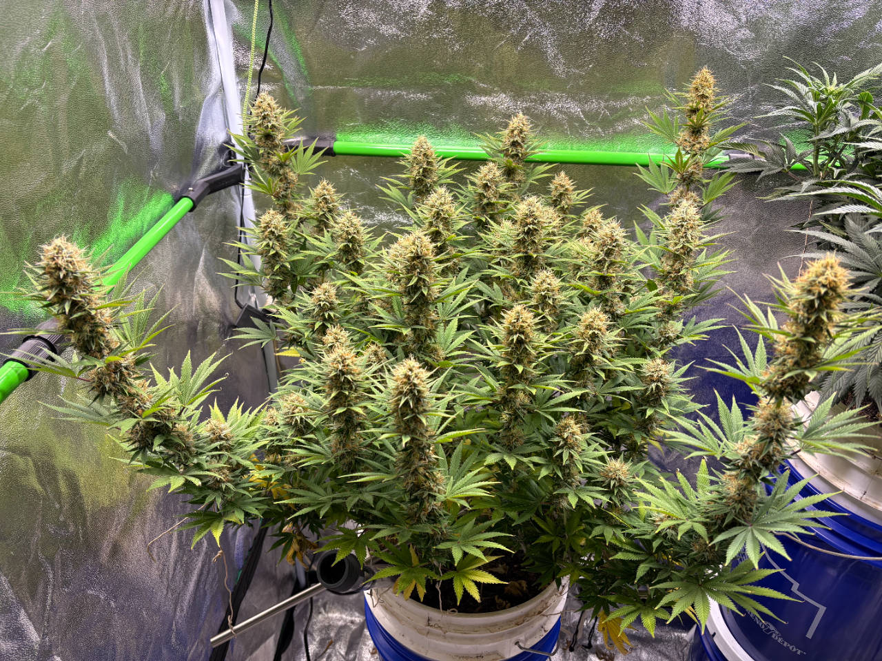 Ghost Train Haze #2 Day 109 Day 49 FLR