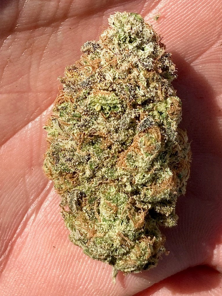 Ghost Train Haze finished bud.jpg