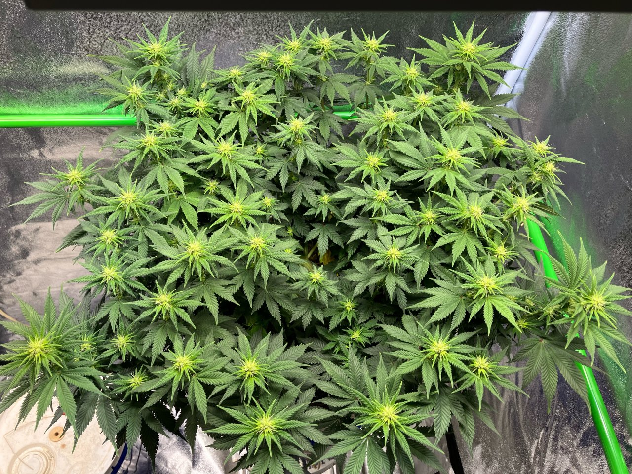 GhostTrainHaze#1Day64Day15Flower.jpeg