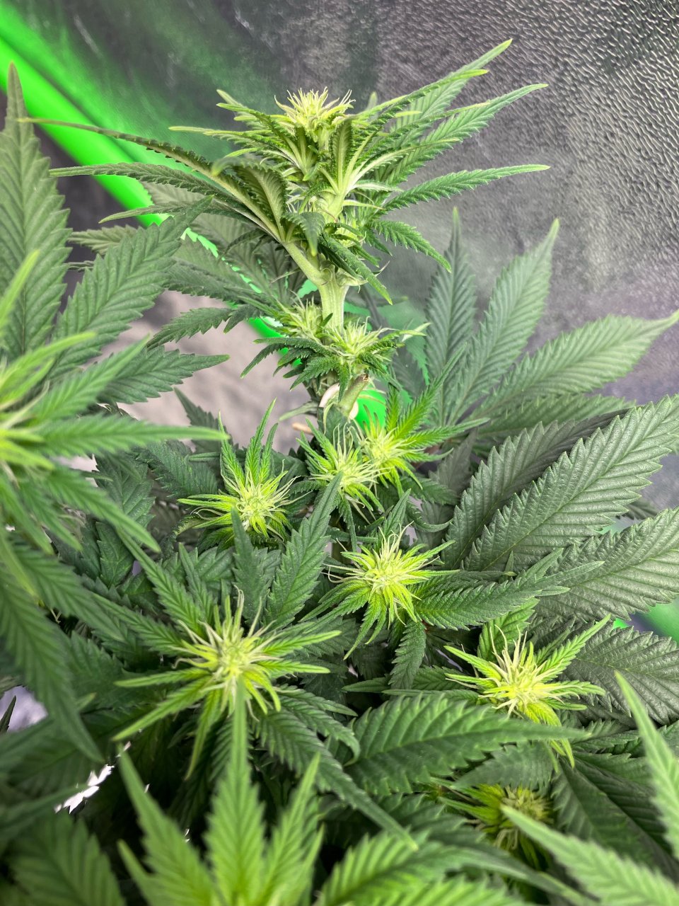 GhostTrainHaze#1Day64Day15FlowerBud.jpeg