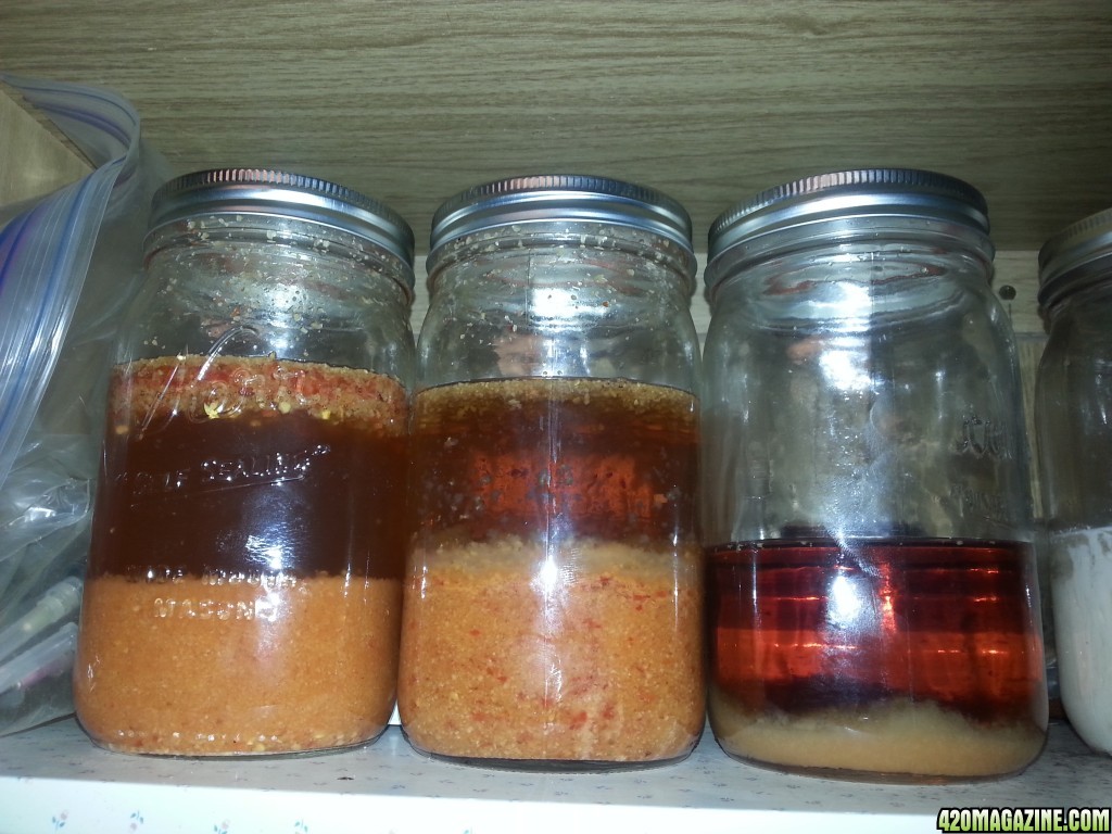 Ginger, Garlic &amp; Pepper ferment - pest control