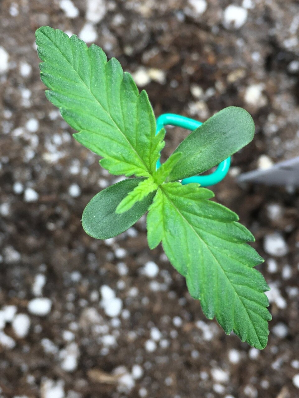 Ginger Punch Auto