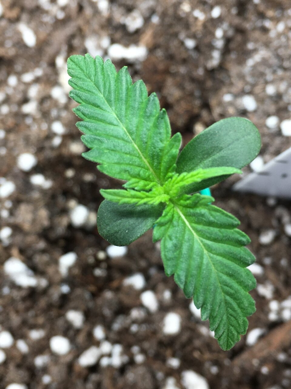 Ginger Punch Auto