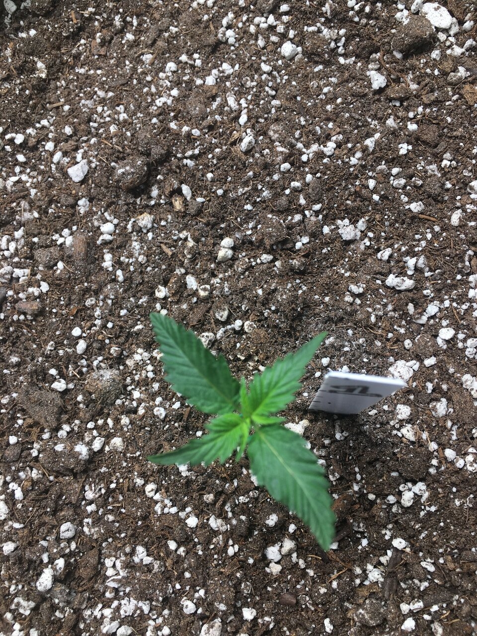 Ginger Punch Auto