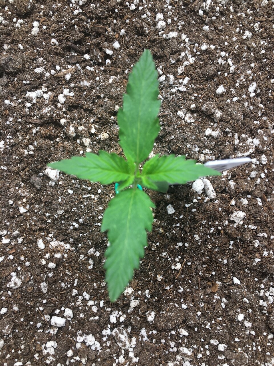 Ginger Punch Auto