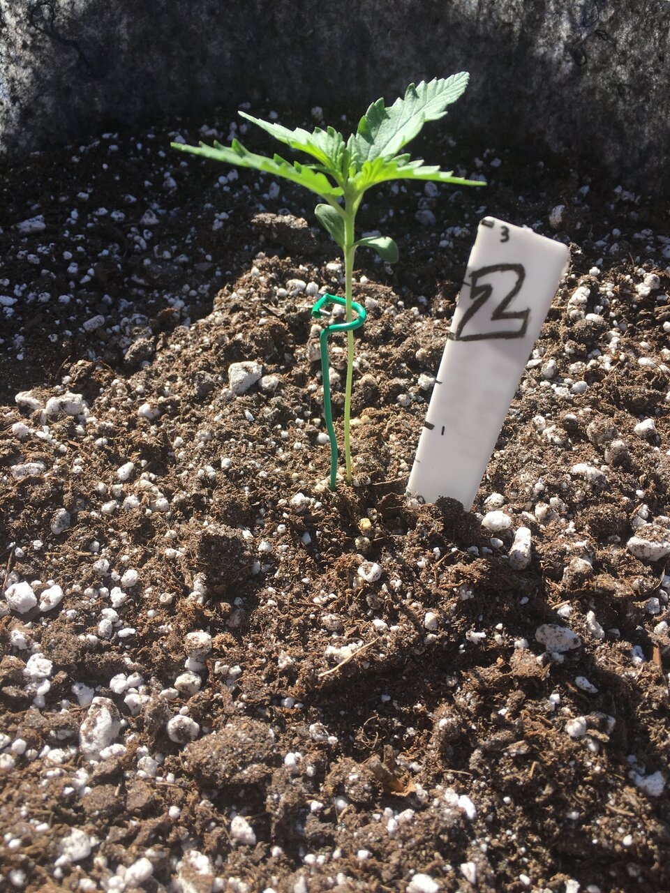 Ginger Punch Auto