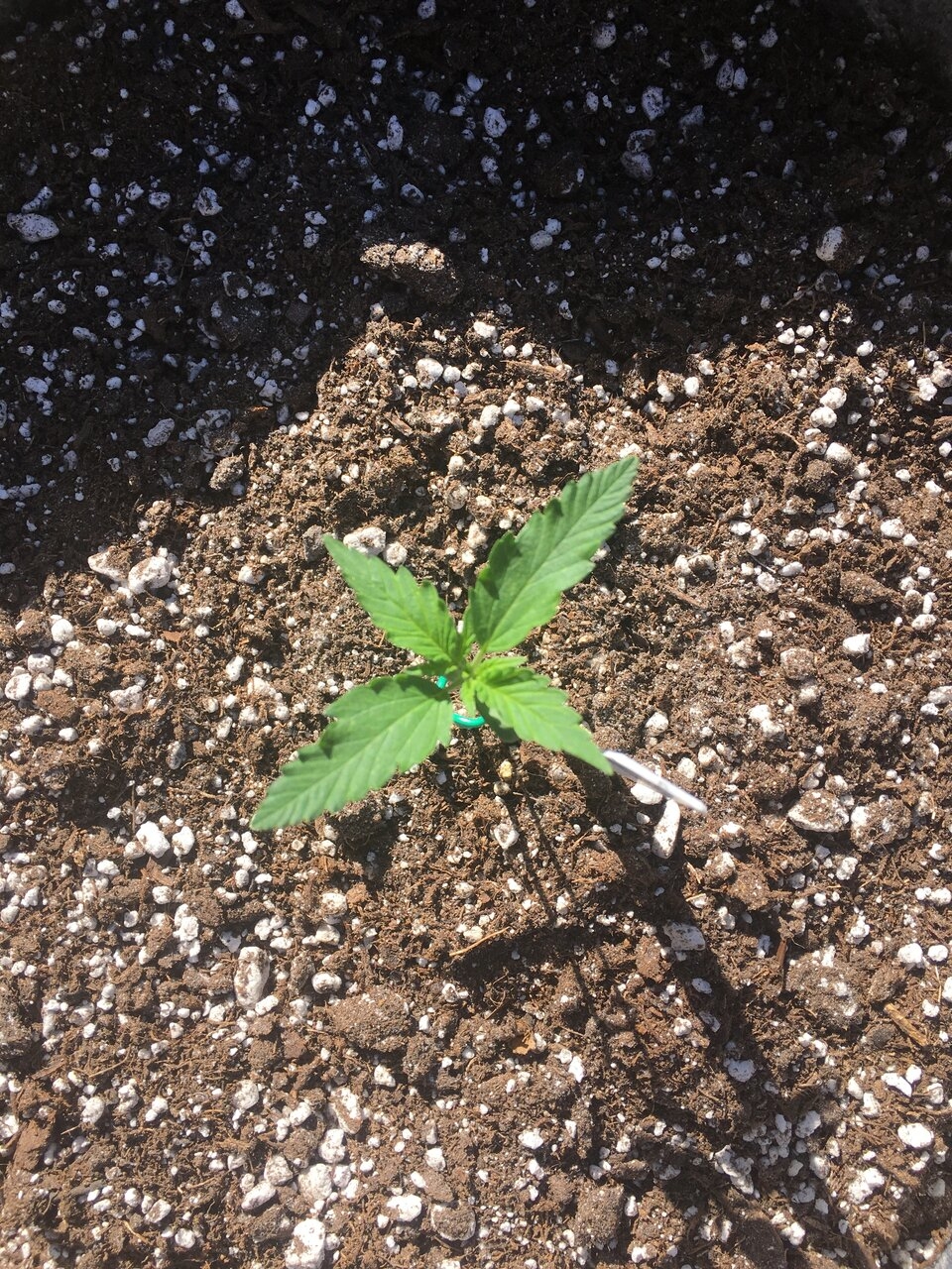 Ginger Punch Auto