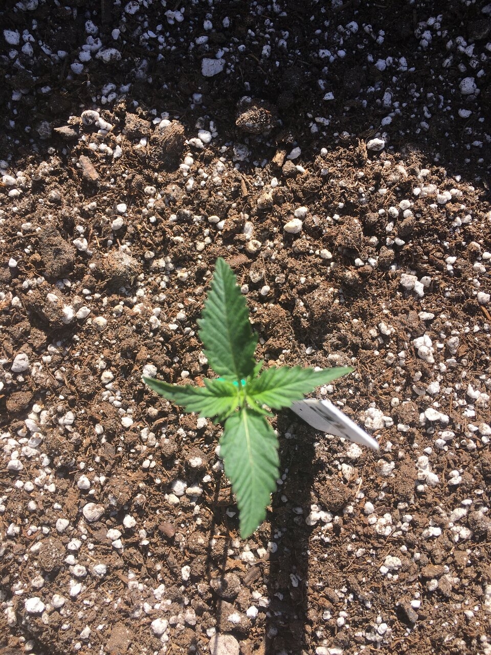 Ginger Punch Auto