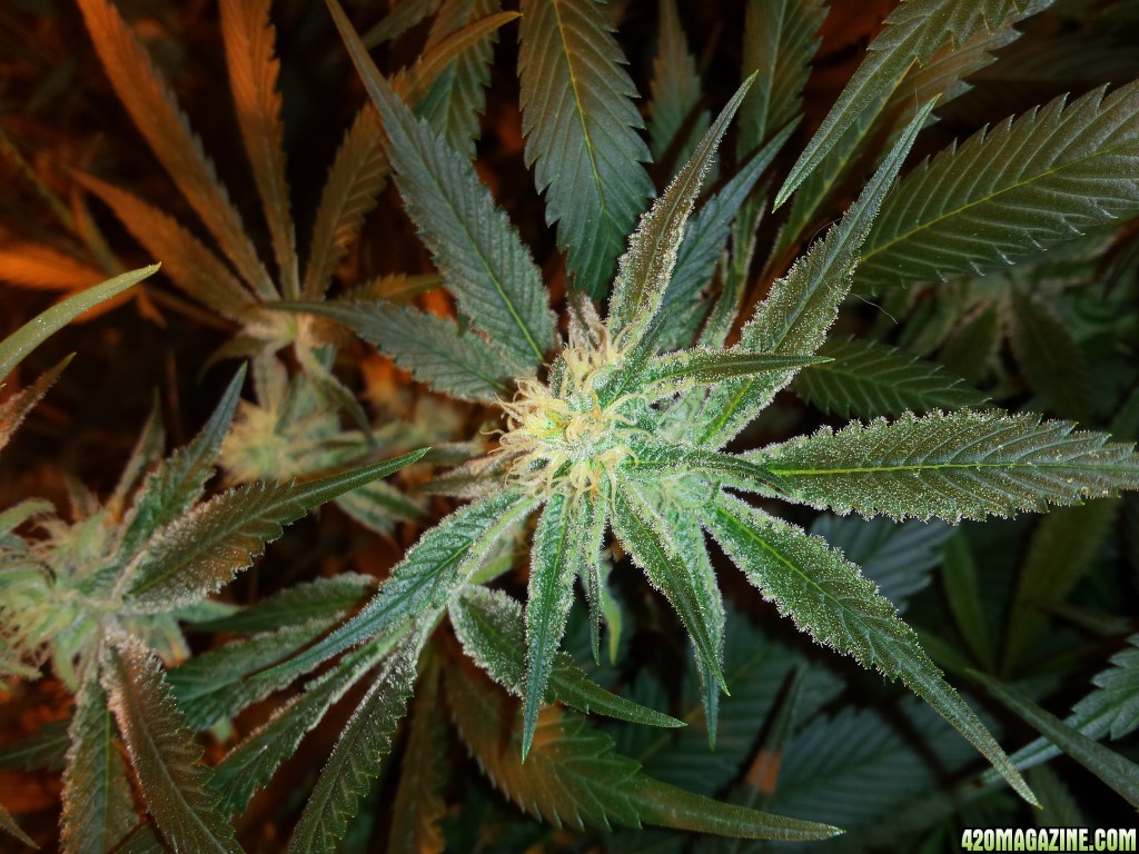 Girl Scout Cookie Flower Day 32