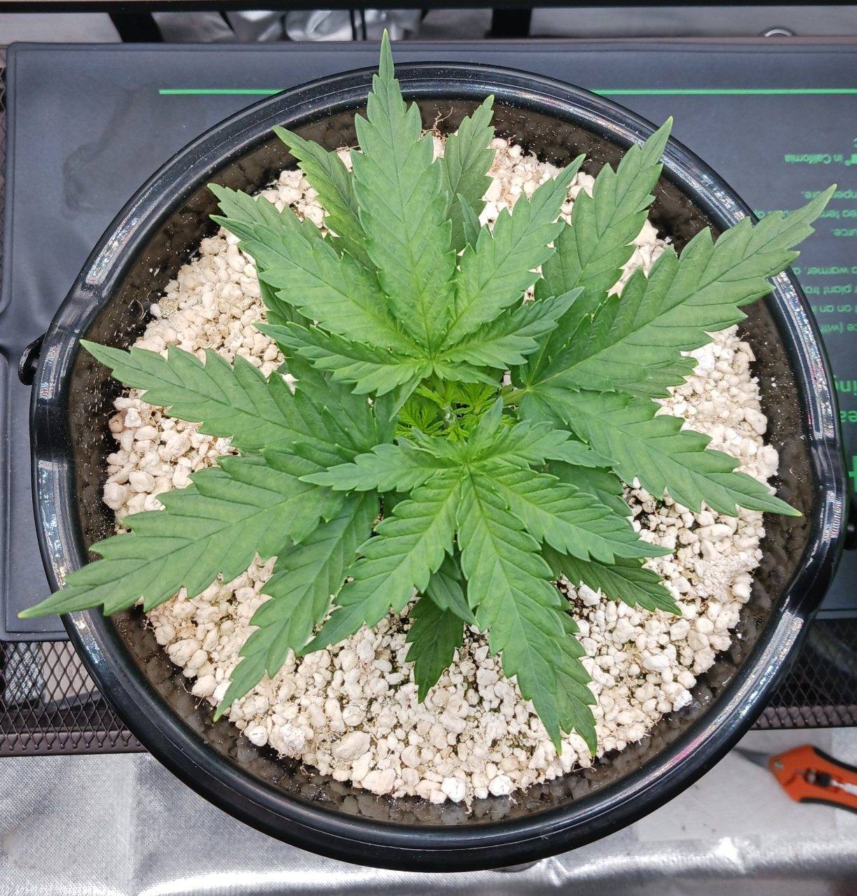 Girl Scout Cookies 01 December 2024 1.jpg