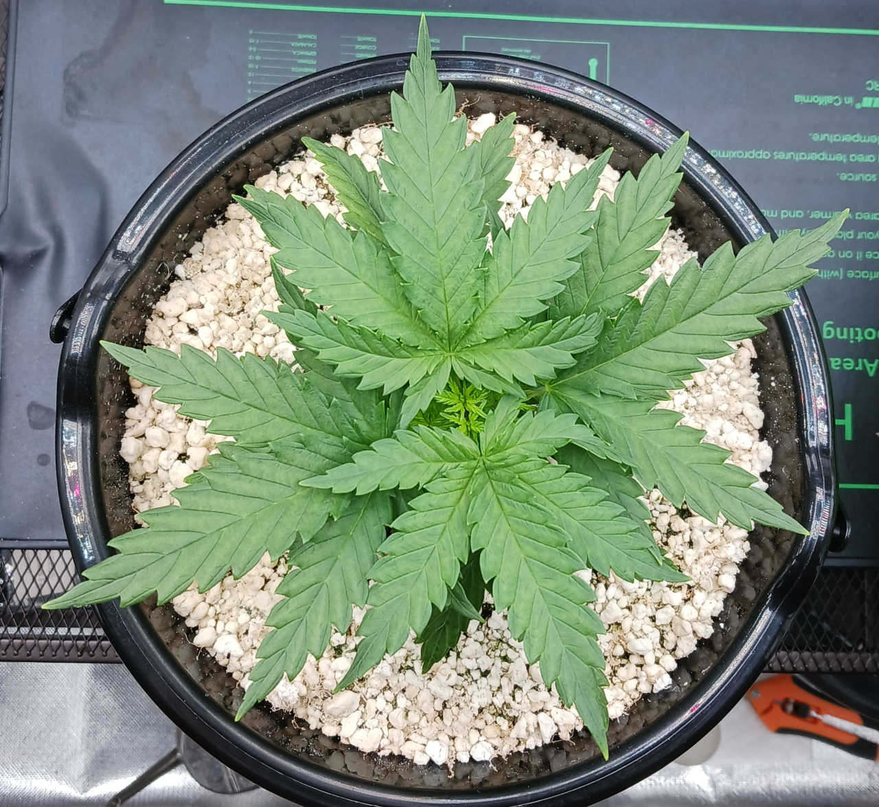 Girl Scout Cookies 02 December 2024 1.jpg