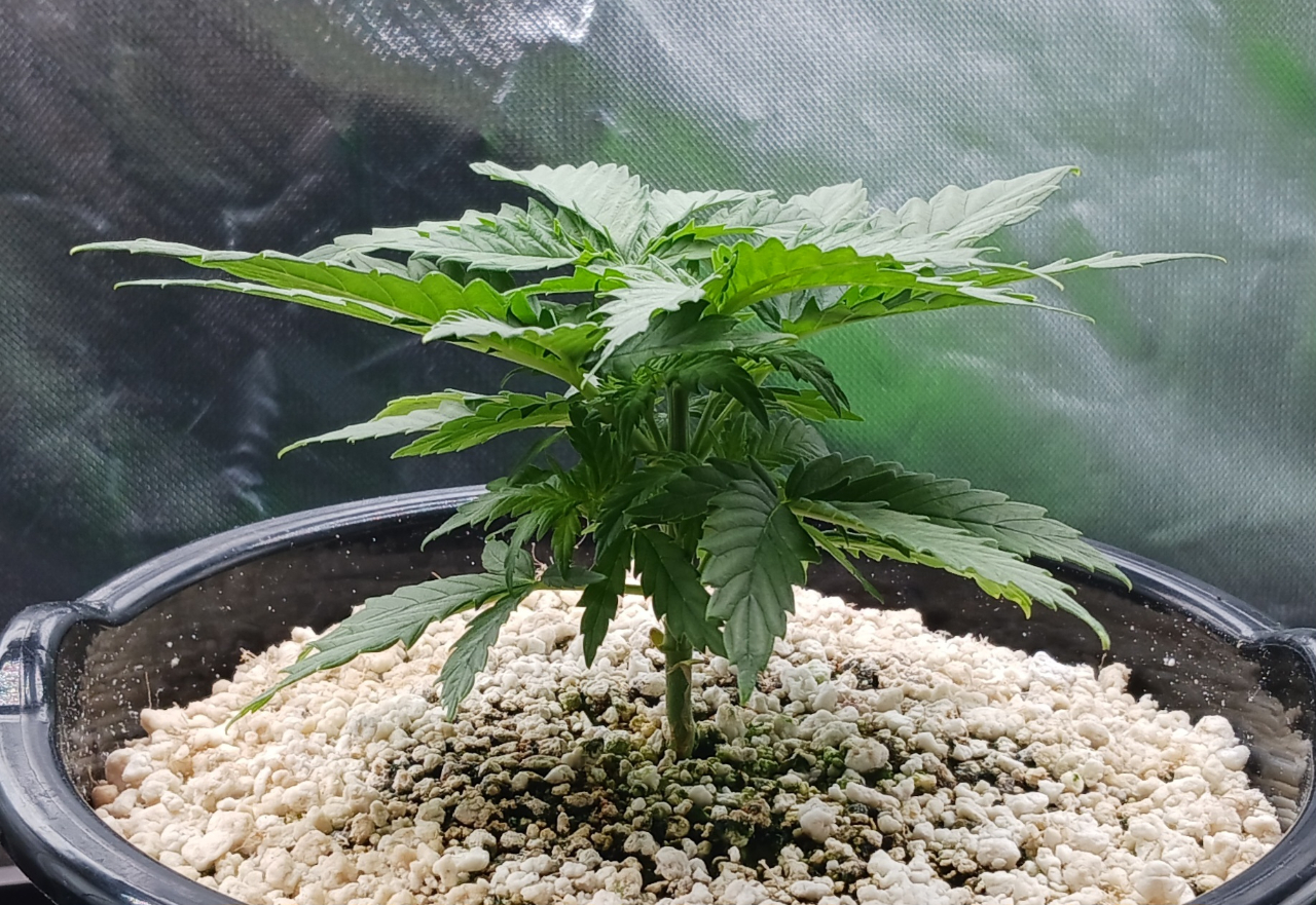 Girl Scout Cookies 02 December 2024.jpg