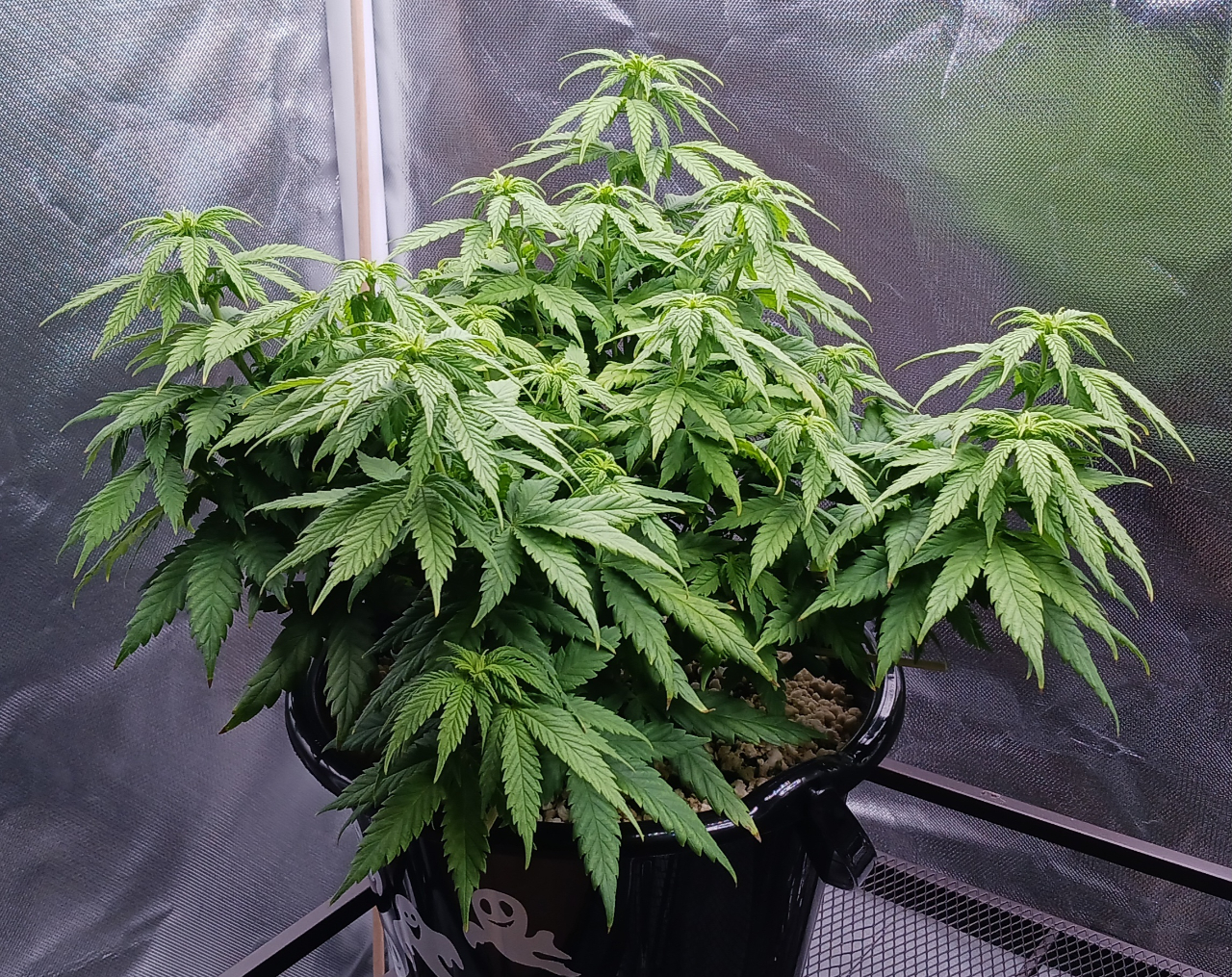 Girl Scout Cookies 02 January 2025.jpg