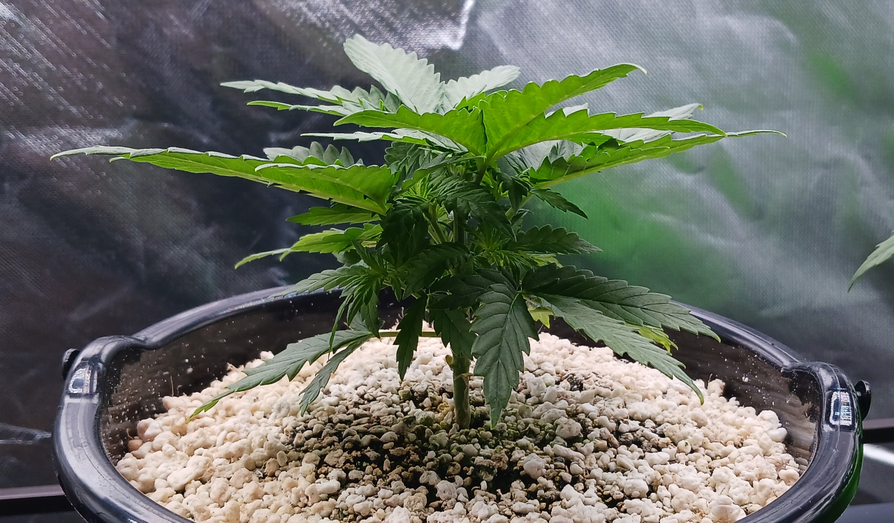 Girl Scout Cookies 03 December 2024.jpg