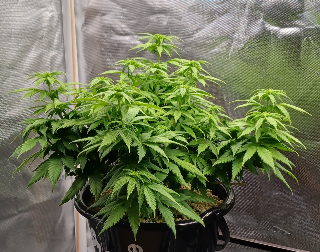 Girl Scout Cookies 03 January 2025.jpg