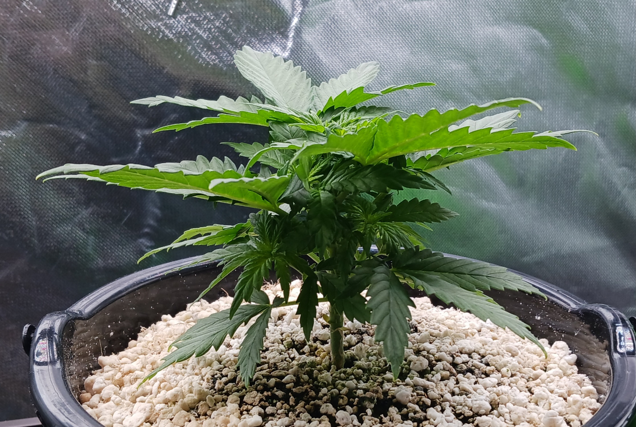 Girl Scout Cookies 04 December 2024.jpg