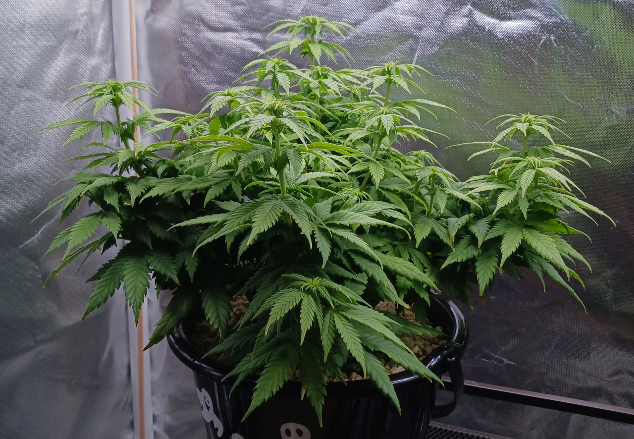 Girl Scout Cookies 04 January 2025.jpg