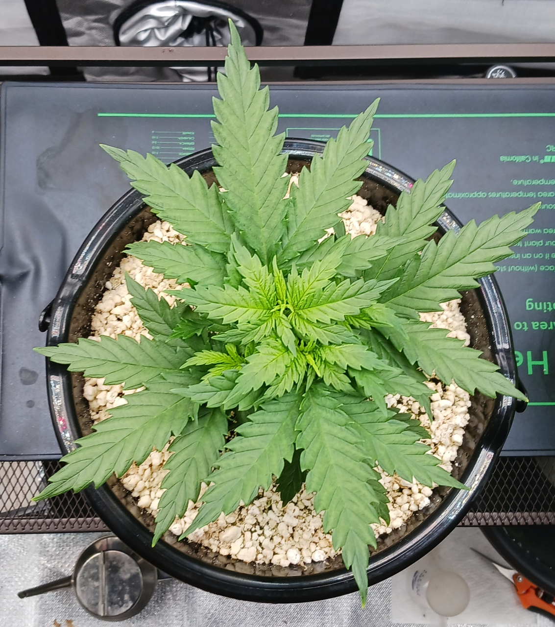 Girl Scout Cookies 05 December 2024 1.jpg