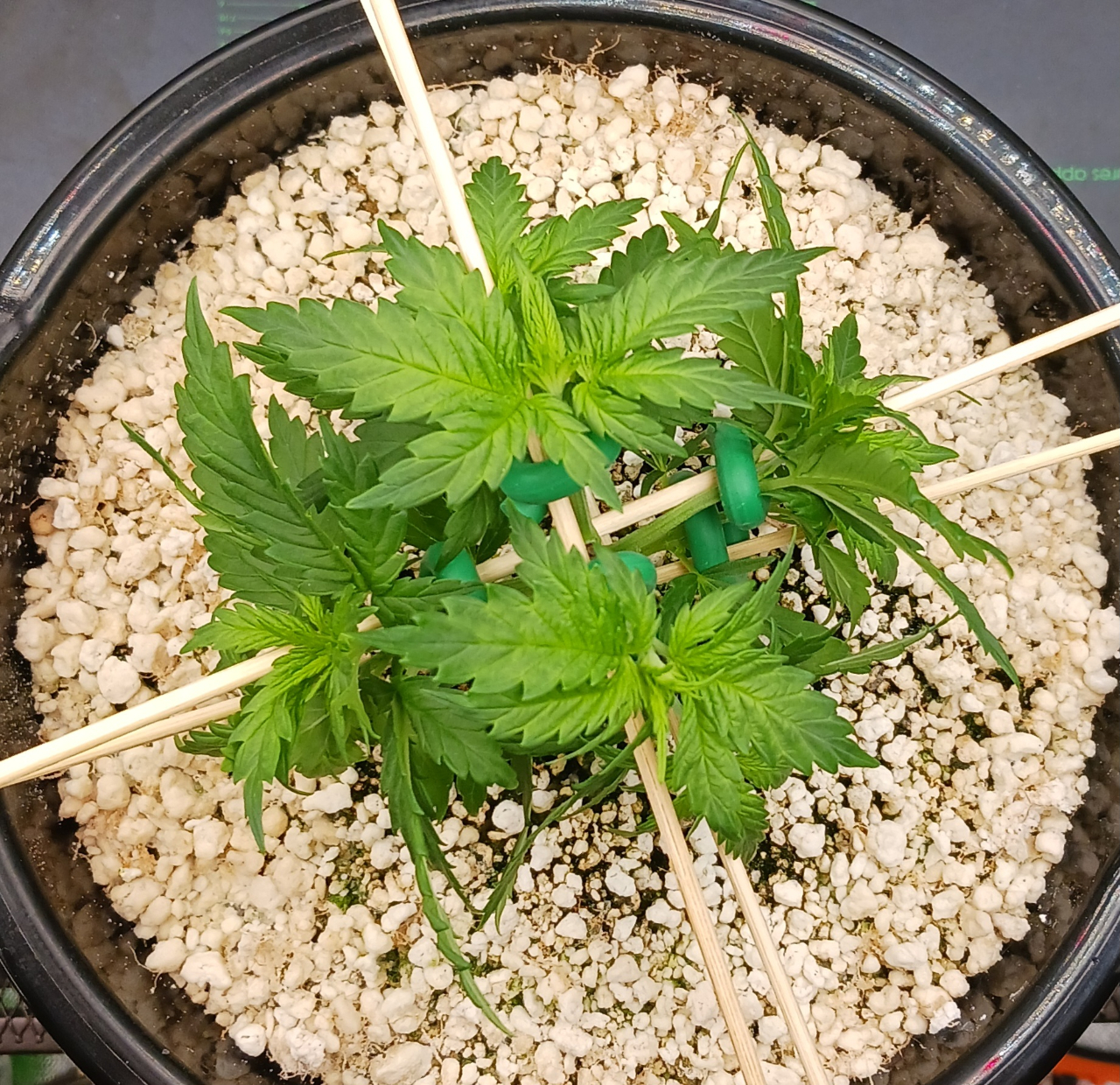 Girl Scout Cookies 05 December 2024 3.jpg