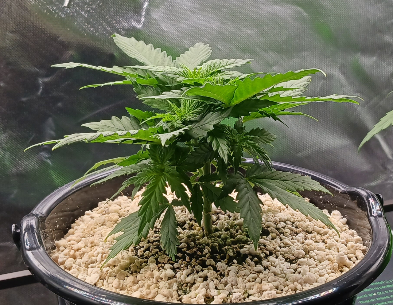 Girl Scout Cookies 05 December 2024.jpg