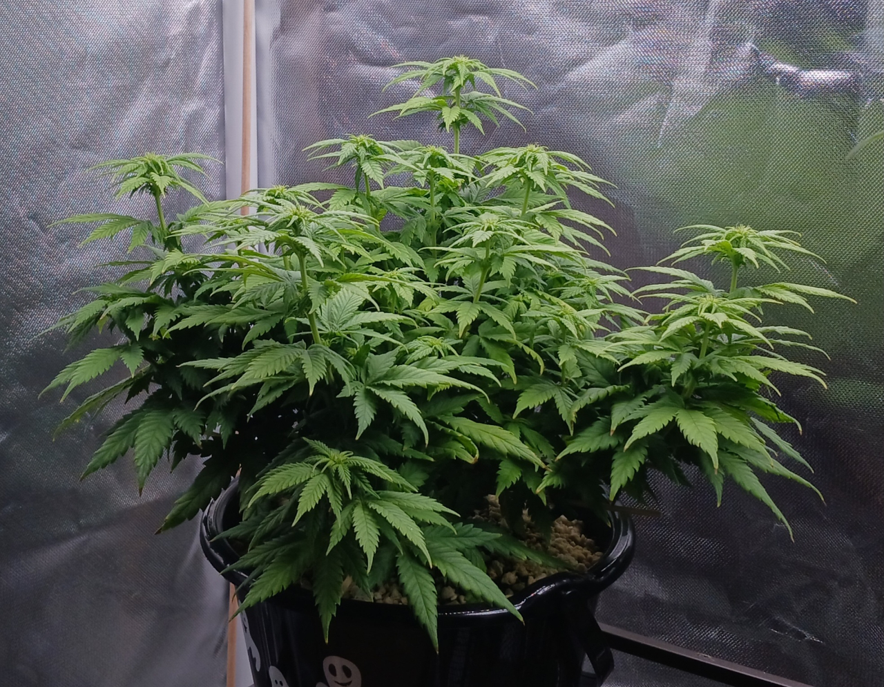 Girl Scout Cookies 05 January 2025.jpg